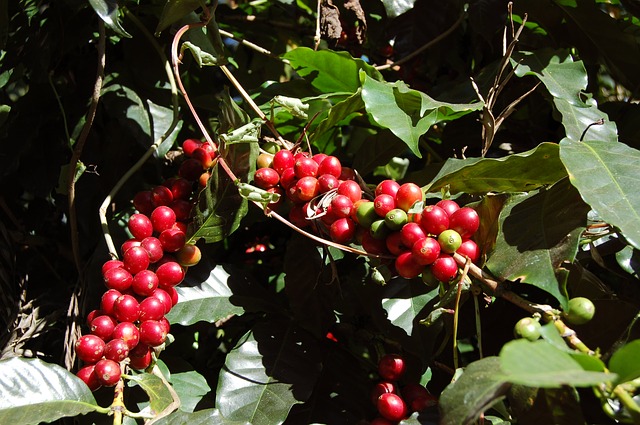 cerises de café rouge, prêtes à être récoltés