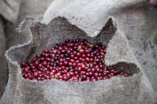 Sac de cerise de café juste après la récolte .