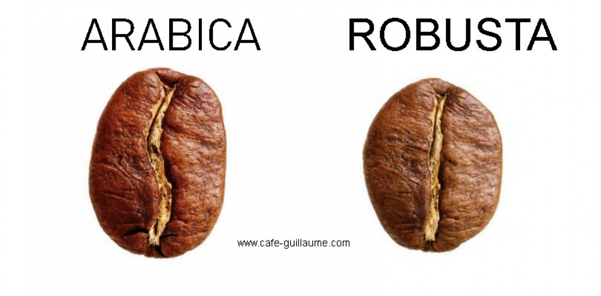 Différence entre Arabica et Robusta